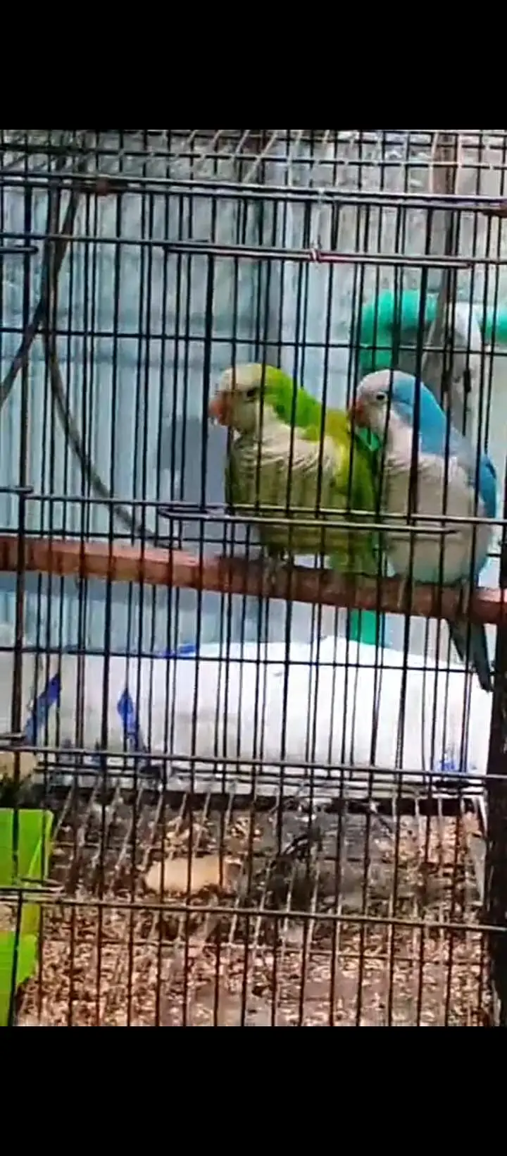Blue to green monk breeder pair — photo 2
