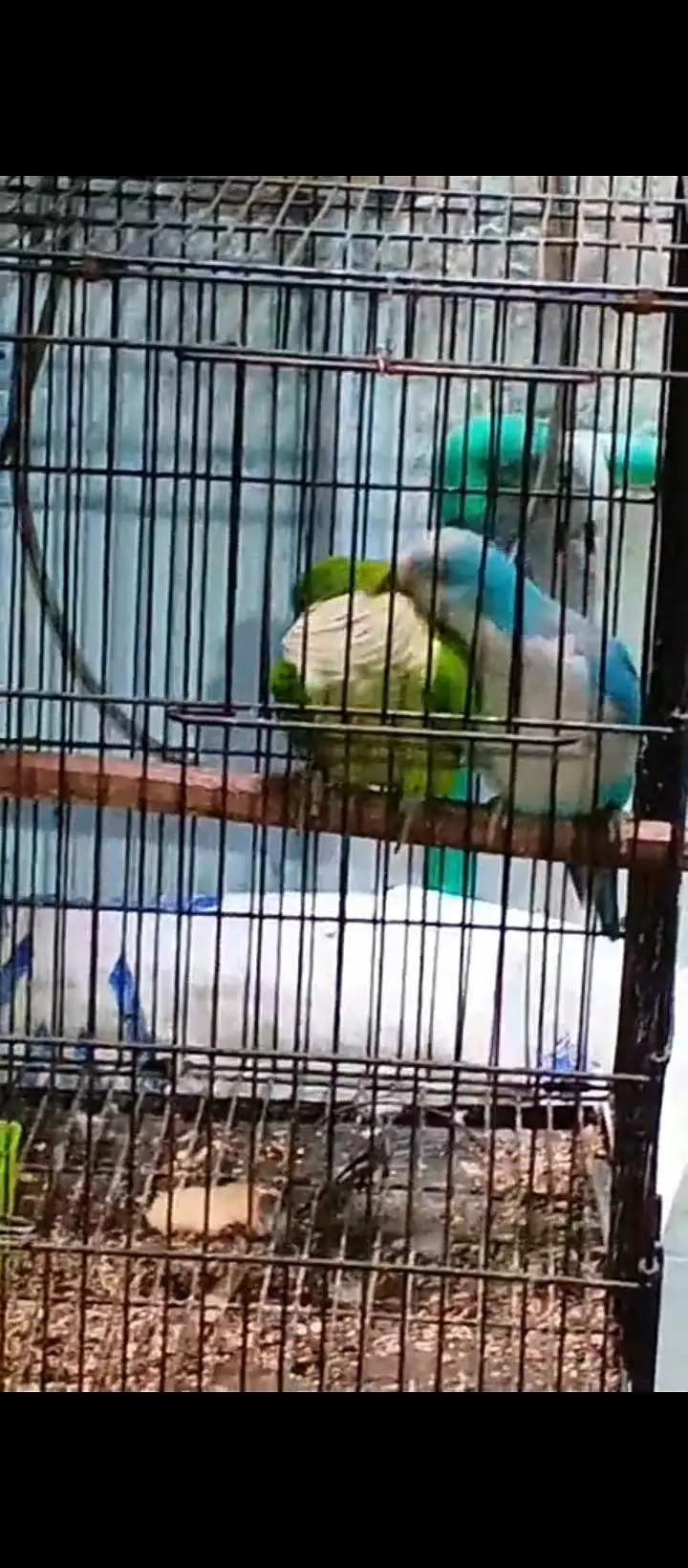 Blue to green monk breeder pair — photo 3