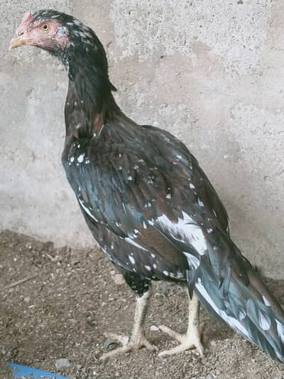 Aseel For Sale
