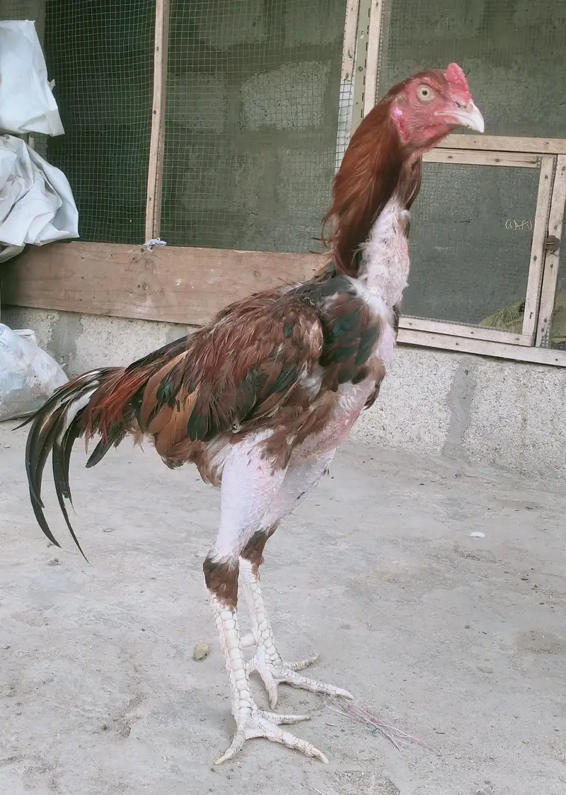 Aseel For Sale — photo 3