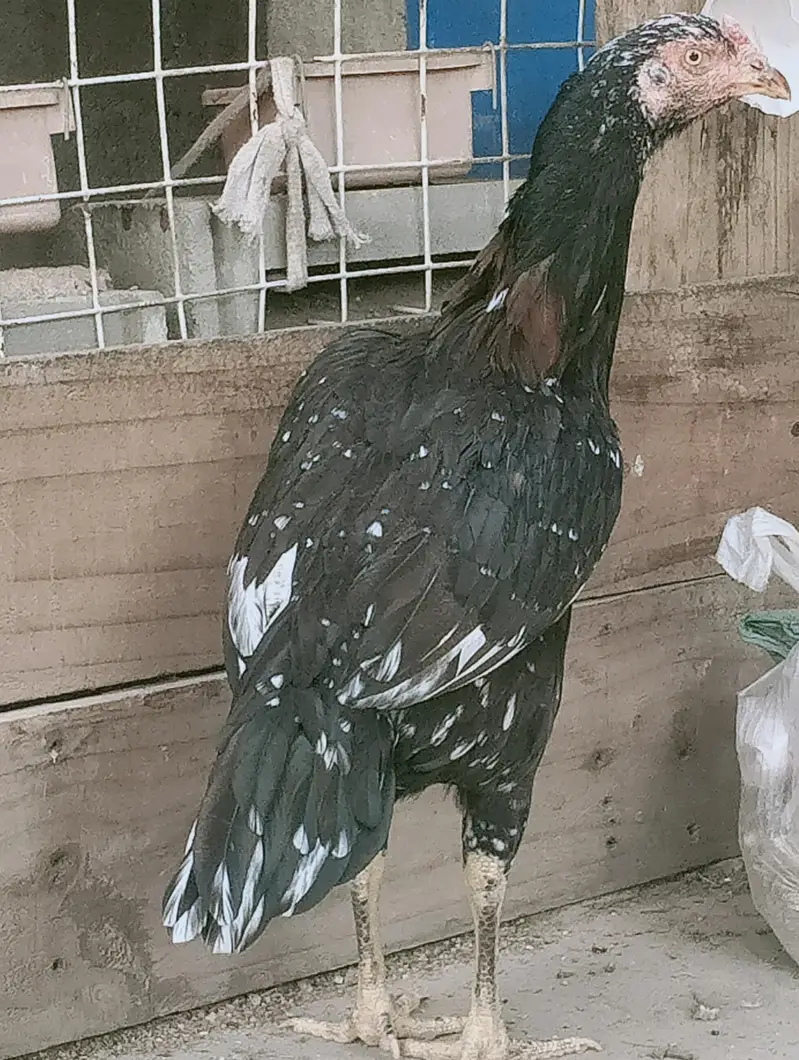 Aseel For Sale — photo 5