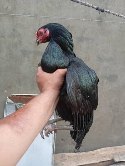 Aseel breeder mushki madi