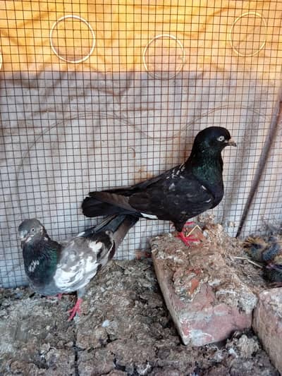 bredar pair sath 2 bachy for sale
