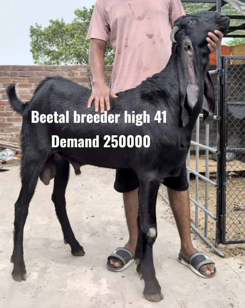 Beetle bakra | Tedda bakra |breeder Tedda/beetlal bakra | bkri | goat