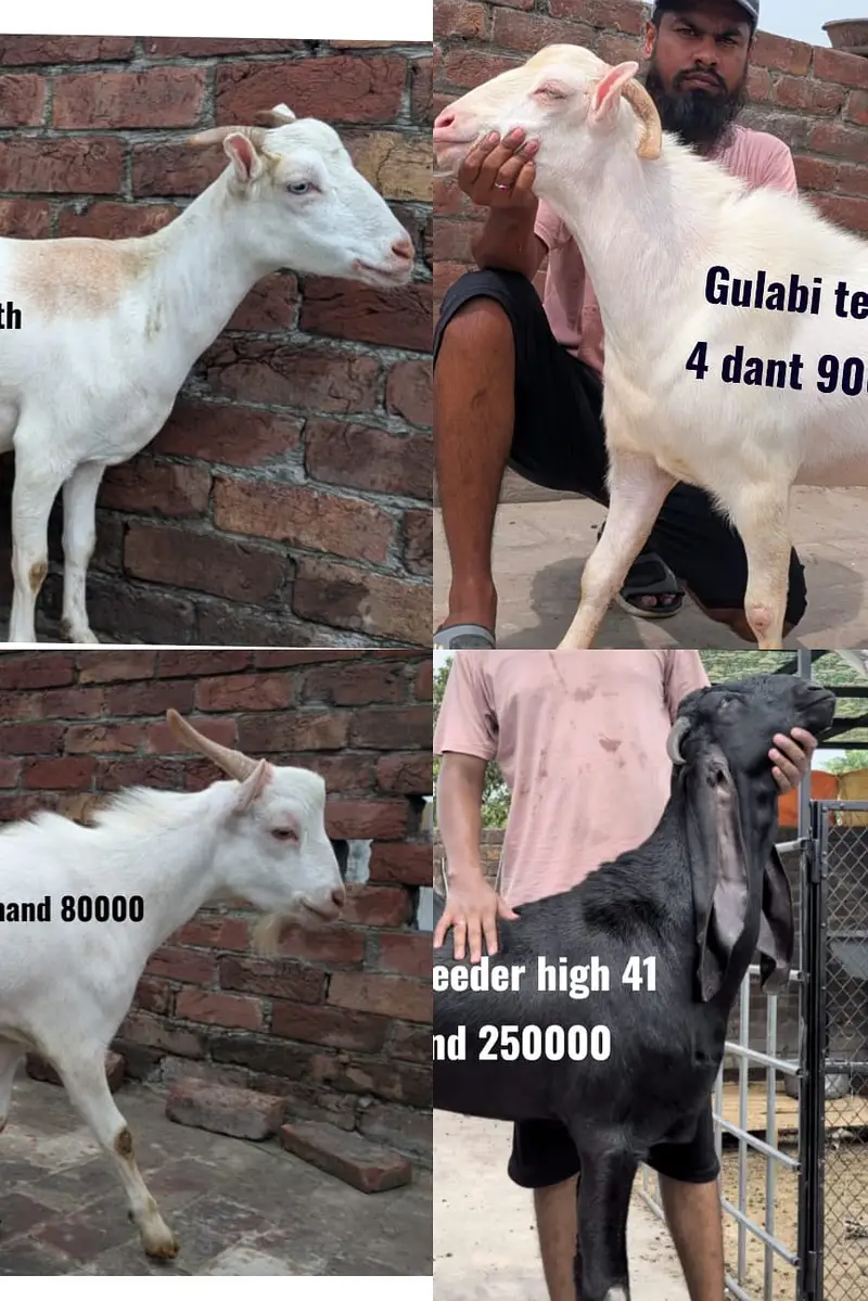 Beetle bakra | Tedda bakra |breeder Tedda/beetlal bakra | bkri | goat — photo 2