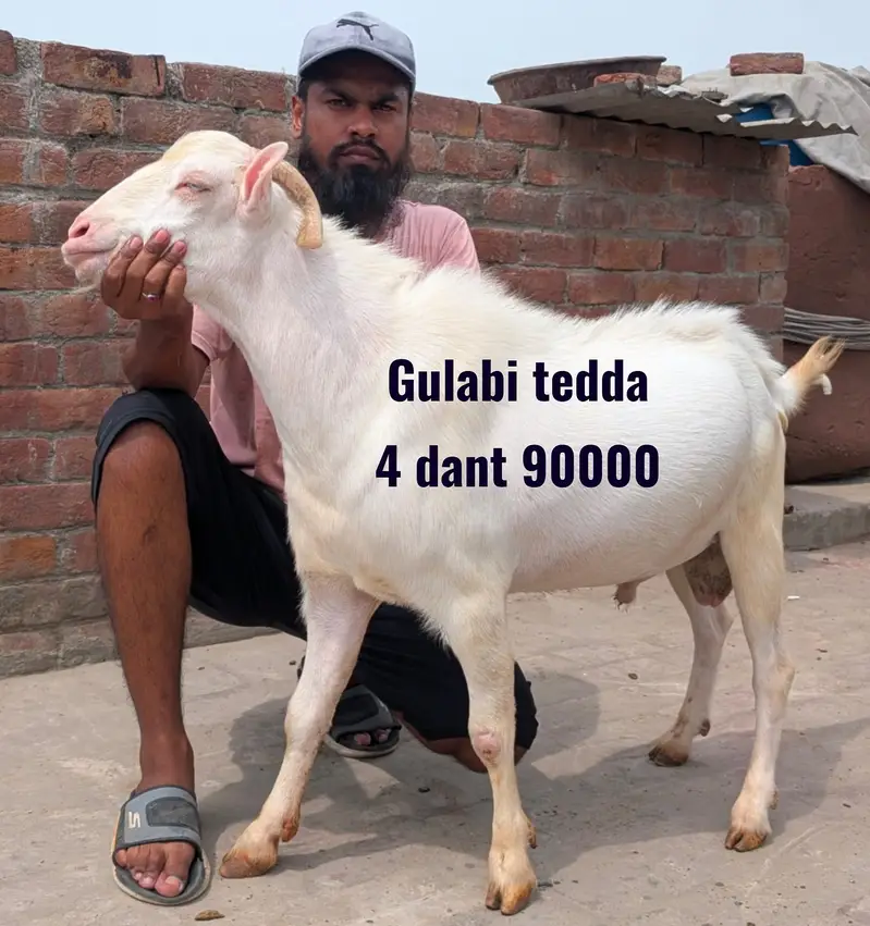 Beetle bakra | Tedda bakra |breeder Tedda/beetlal bakra | bkri | goat — photo 3