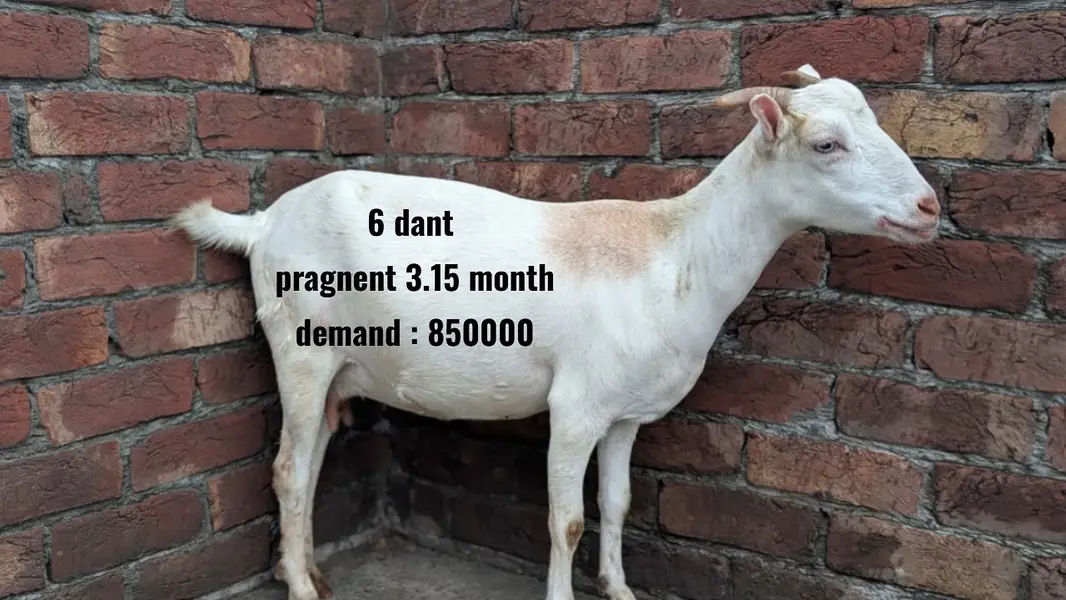 Beetle bakra | Tedda bakra |breeder Tedda/beetlal bakra | bkri | goat — photo 4