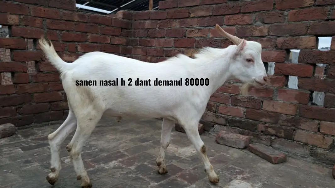 Beetle bakra | Tedda bakra |breeder Tedda/beetlal bakra | bkri | goat — photo 5