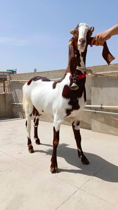 Bakri for sale