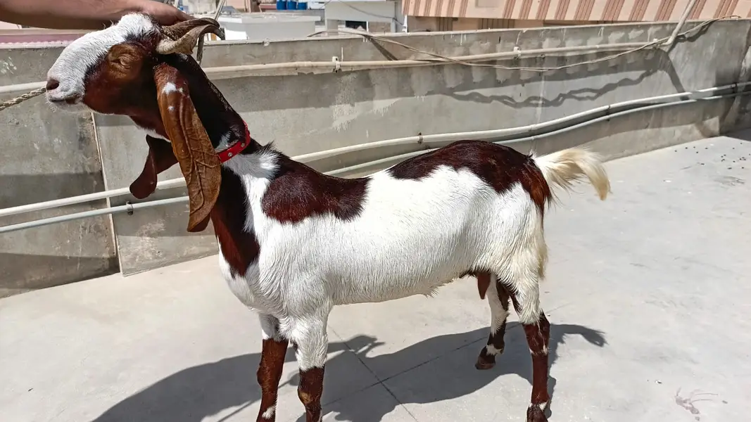 Bakri for sale — photo 4