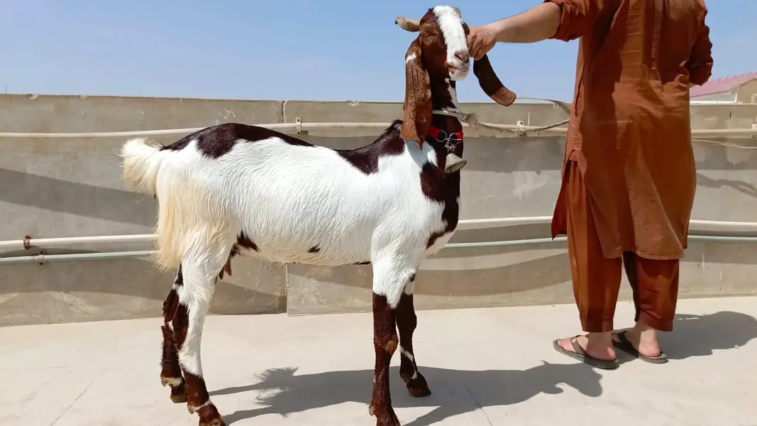 Bakri for sale — photo 5