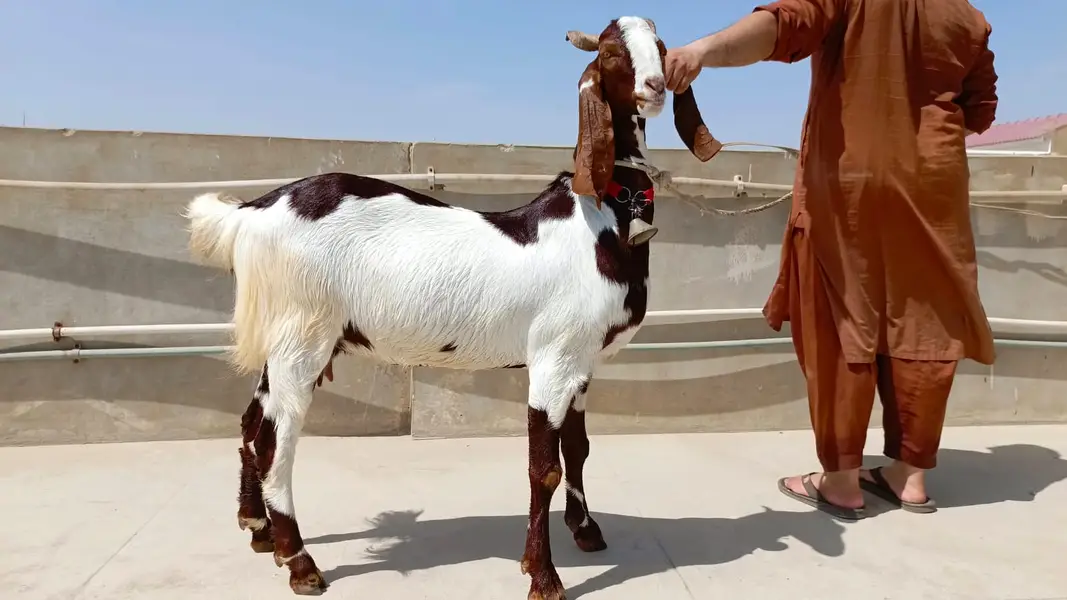 Bakri for sale — photo 8