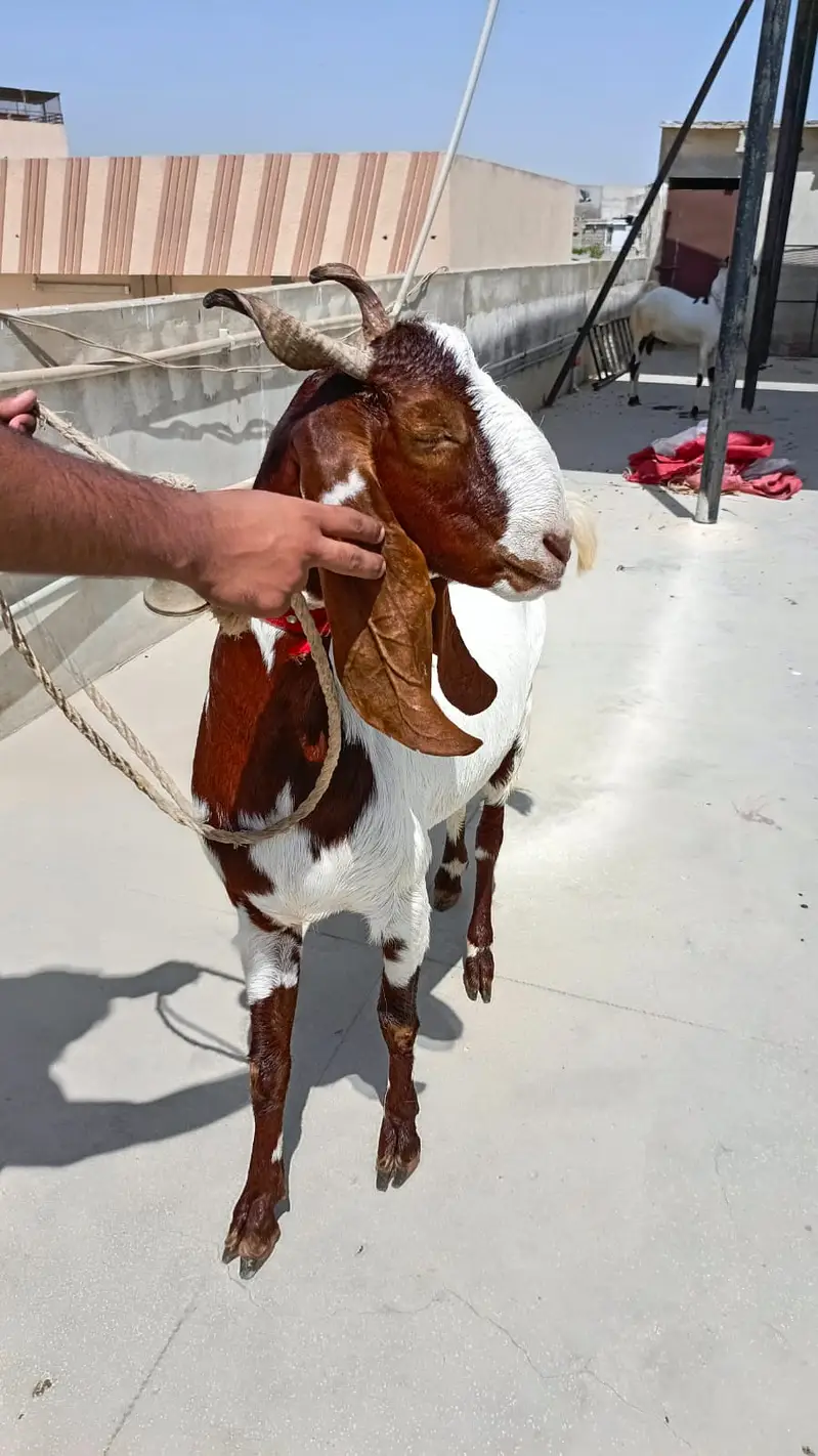 Bakri for sale — photo 10