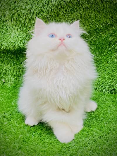 Blue Eyes 3rpl coat Female kitten