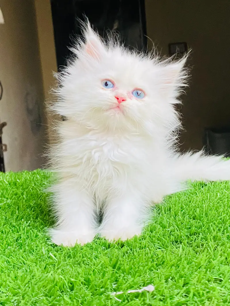 Blue Eyes 3rpl coat Female kitten — photo 2