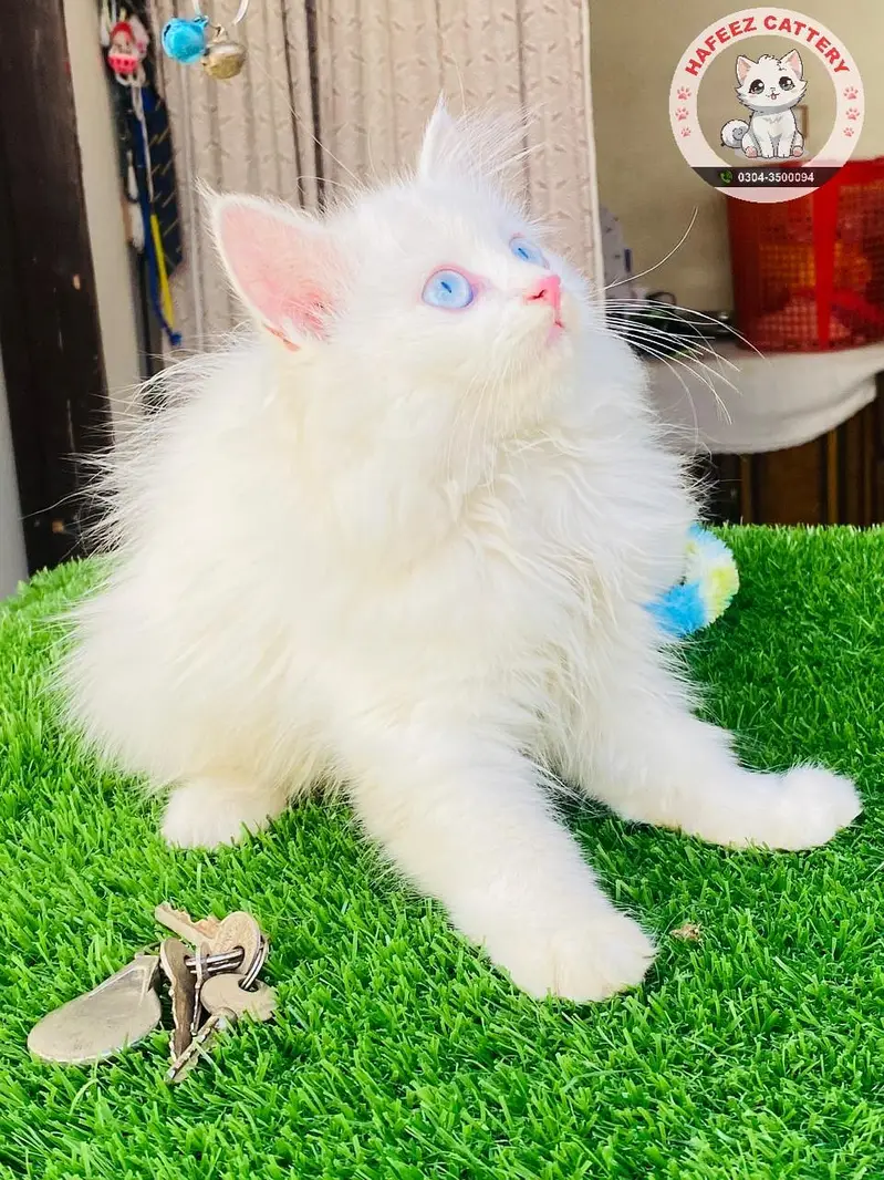 Blue Eyes 3rpl coat Female kitten — photo 3