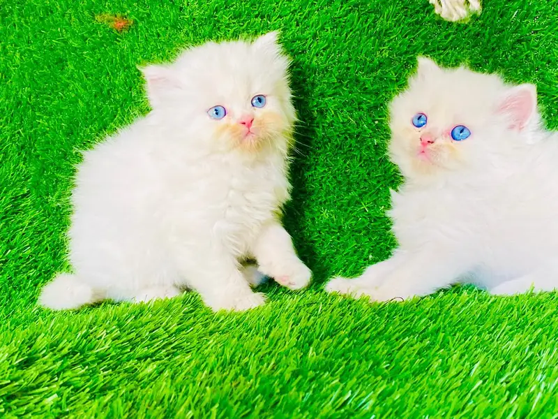 Blue Eyes 3rpl coat Female kitten — photo 4