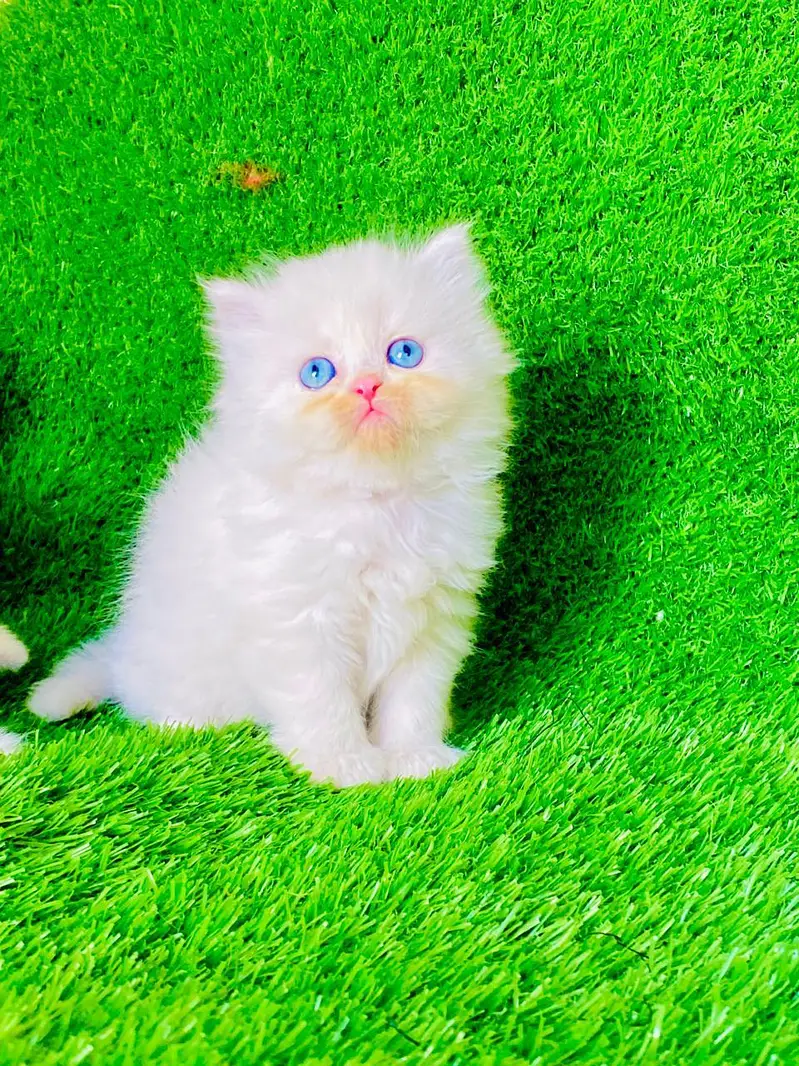 Blue Eyes 3rpl coat Female kitten — photo 5