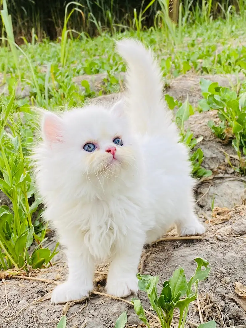 Blue Eyes 3rpl coat Female kitten — photo 6