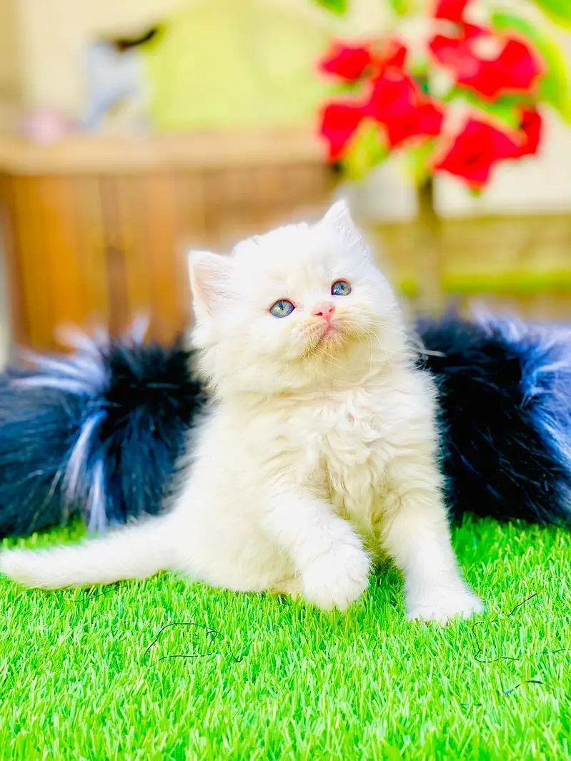Blue Eyes 3rpl coat Female kitten — photo 7