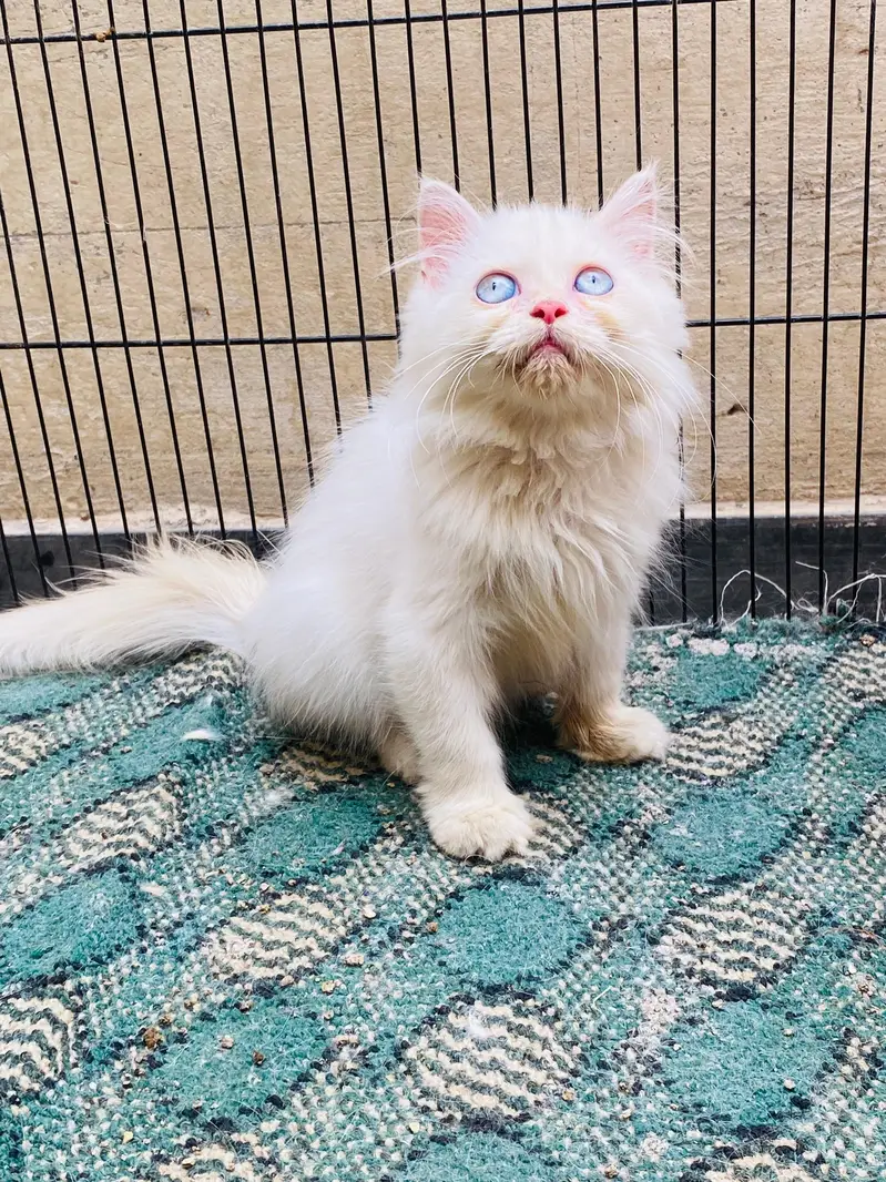 Blue Eyes 3rpl coat Female kitten — photo 8
