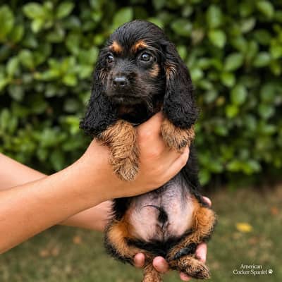 Beautiful American Cocker Spaniel Puppy | Premium Lineage