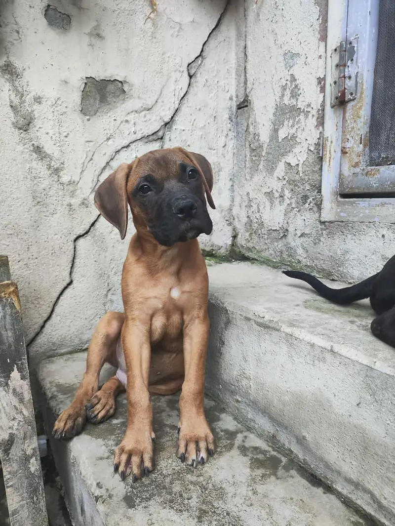 Bullmastiff Dog |  Bullmastiff  Dog \ Male Dog \ Dog For Sale — photo 2