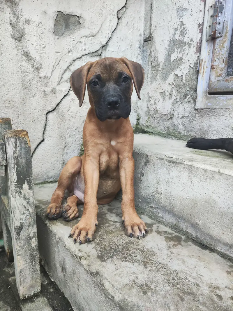 Bullmastiff Dog |  Bullmastiff  Dog \ Male Dog \ Dog For Sale — photo 3