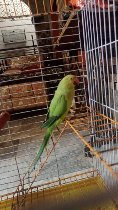 Green Ringneck 18 Months - Clear Feathers & Active Bird