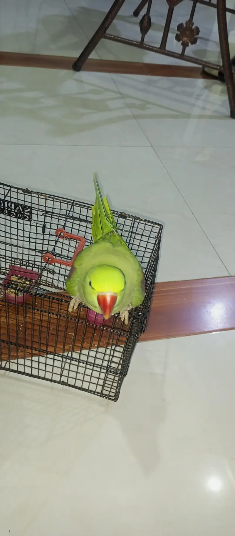 green pahari.  Alexander — photo 4