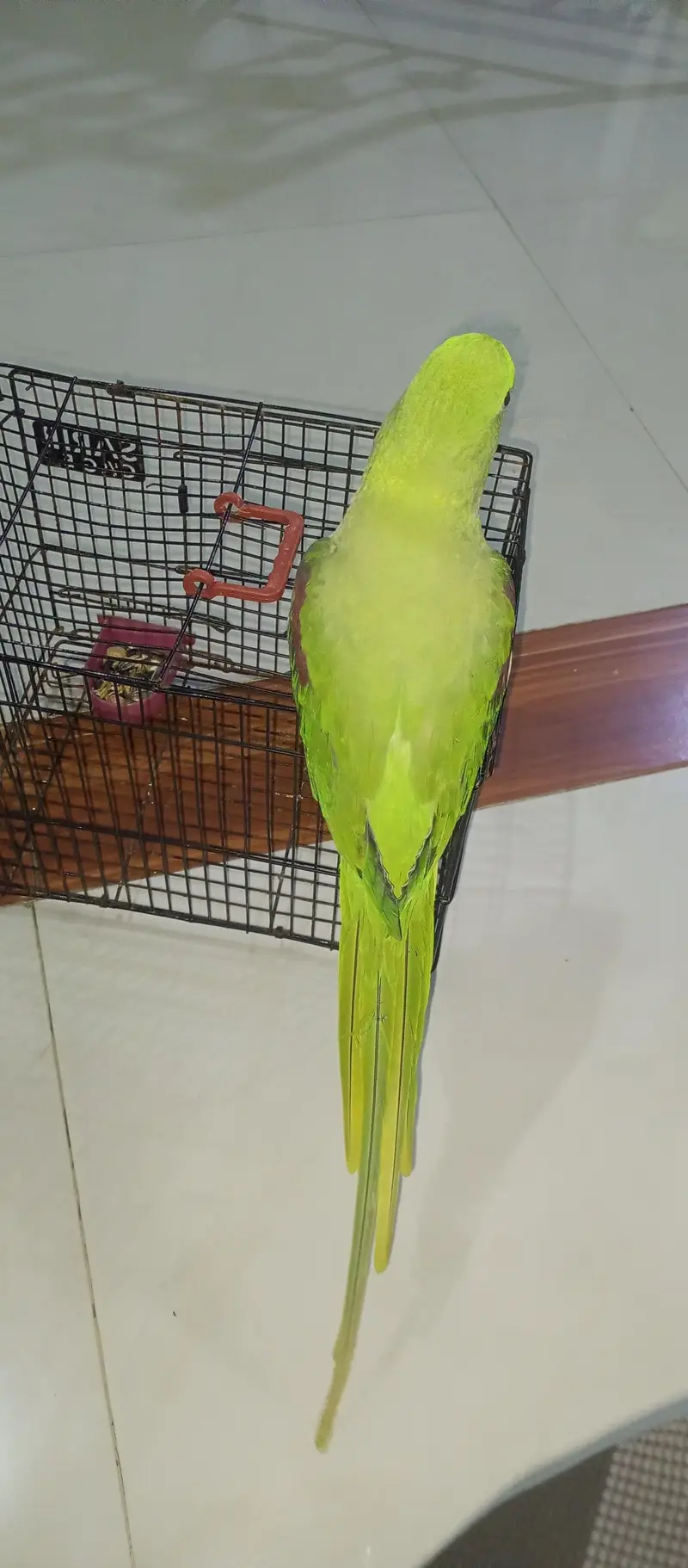 green pahari.  Alexander — photo 2