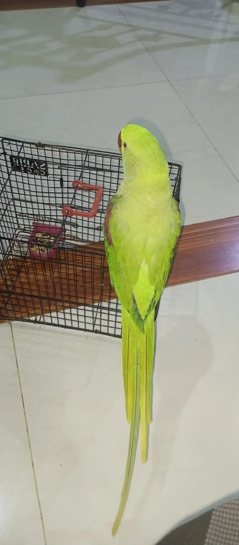 green pahari.  Alexander — photo 7