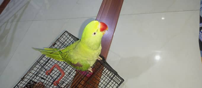 green pahari.  Alexander