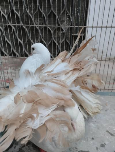 yellow fantail pigeon for sale