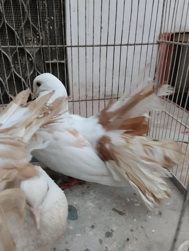 yellow fantail pigeon for sale — photo 2