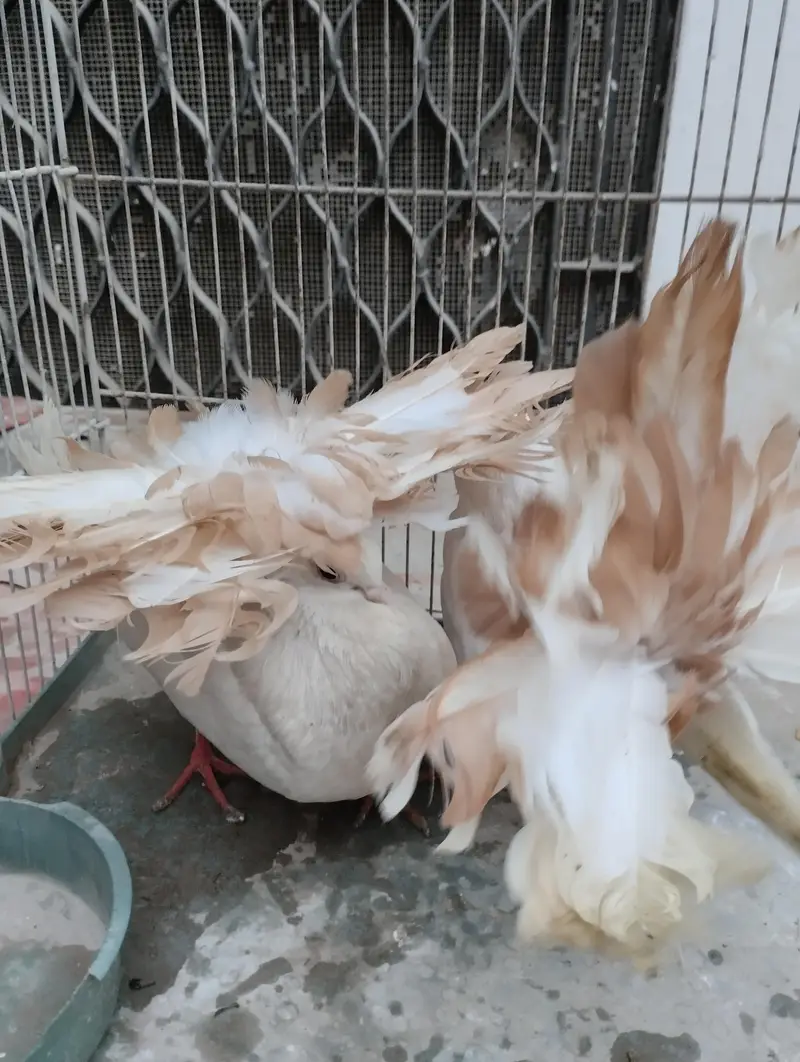 yellow fantail pigeon for sale — photo 3