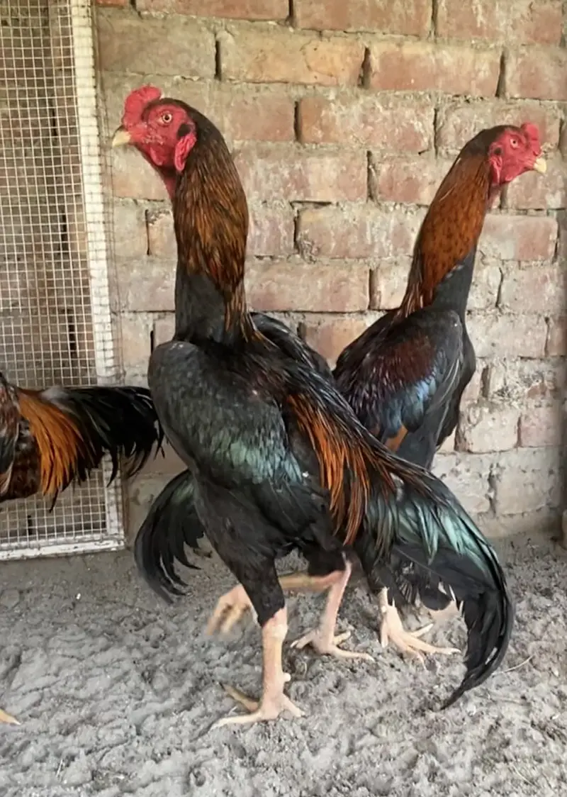 German Shamoo eggs / chicks/ breeders — photo 2
