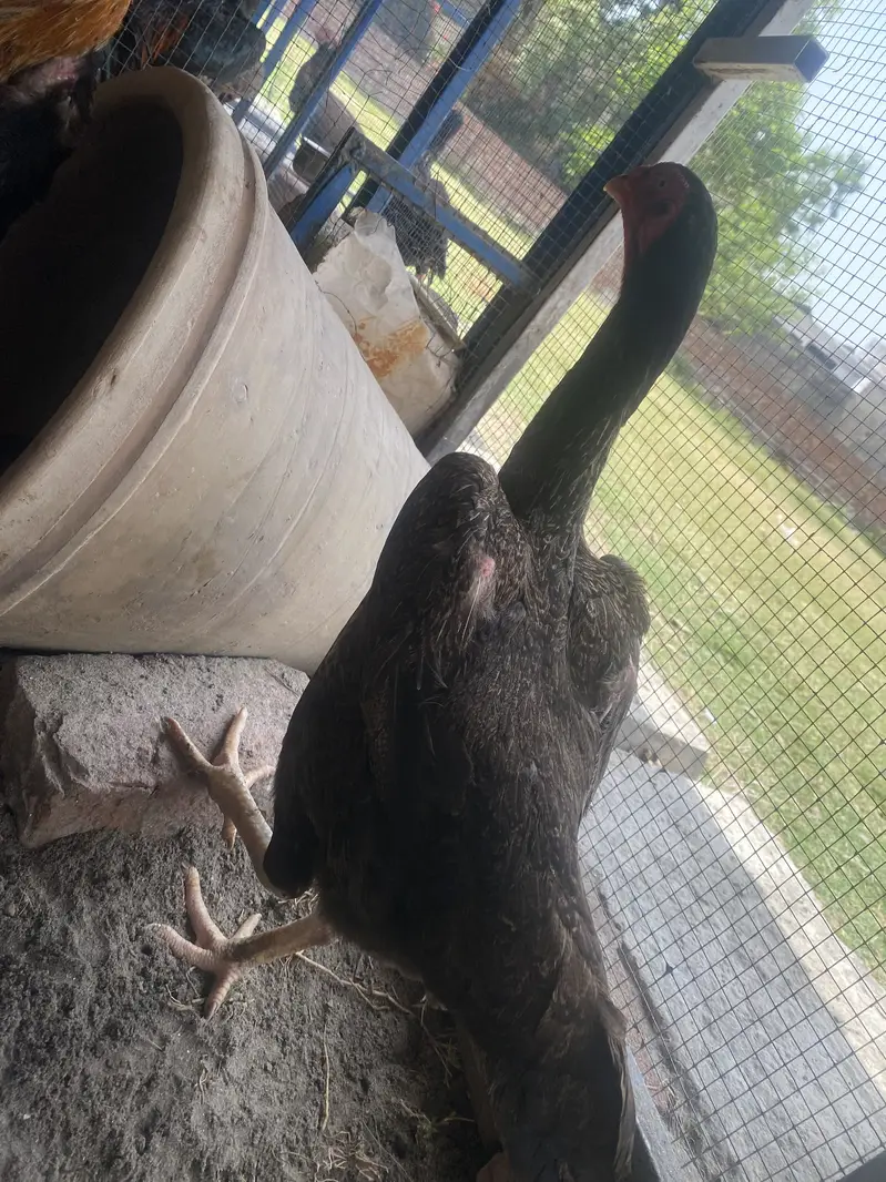 German Shamoo eggs / chicks/ breeders — photo 4