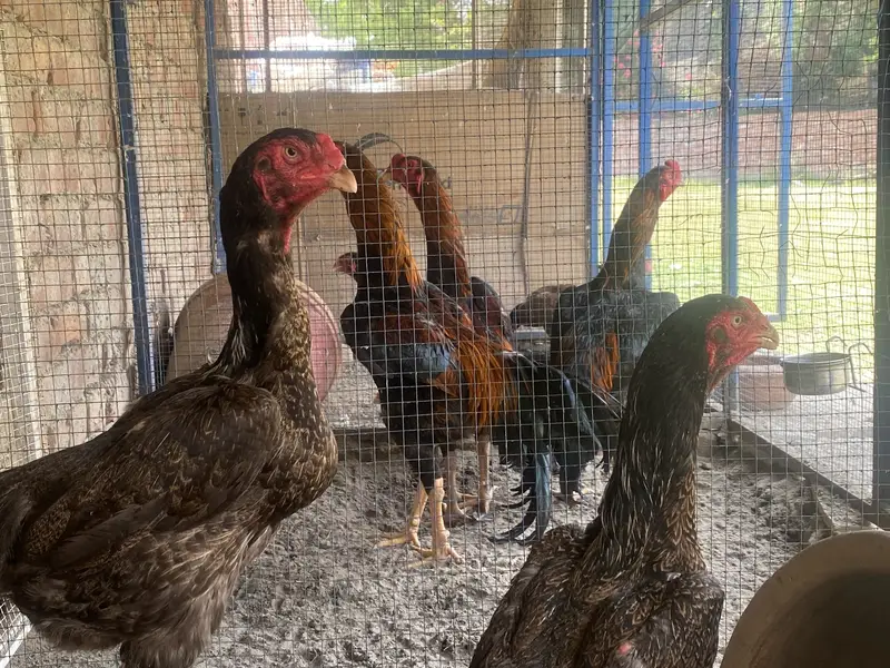 German Shamoo eggs / chicks/ breeders — photo 5