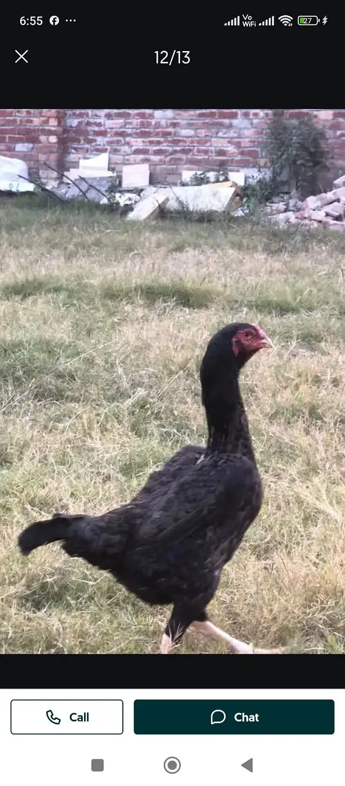 German Shamoo eggs / chicks/ breeders — photo 6