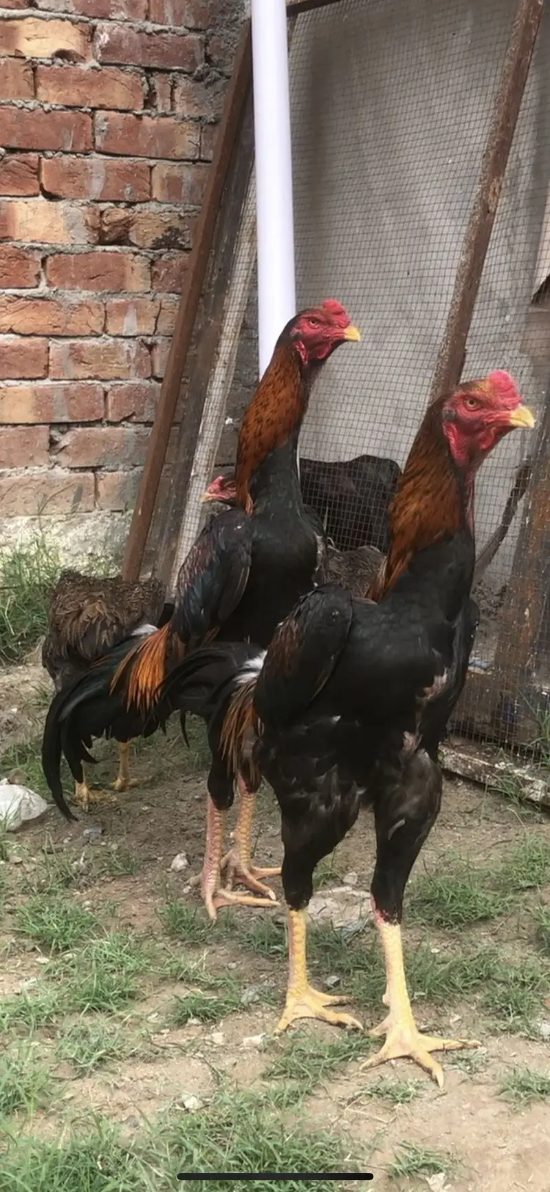 German Shamoo eggs / chicks/ breeders — photo 7