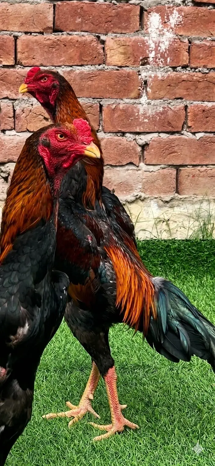 German Shamoo eggs / chicks/ breeders — photo 8