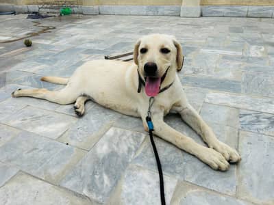 Labrador dog