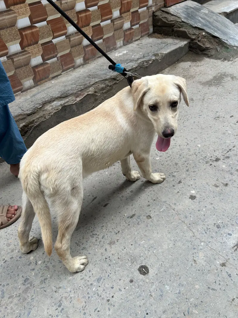 Labrador dog — photo 2