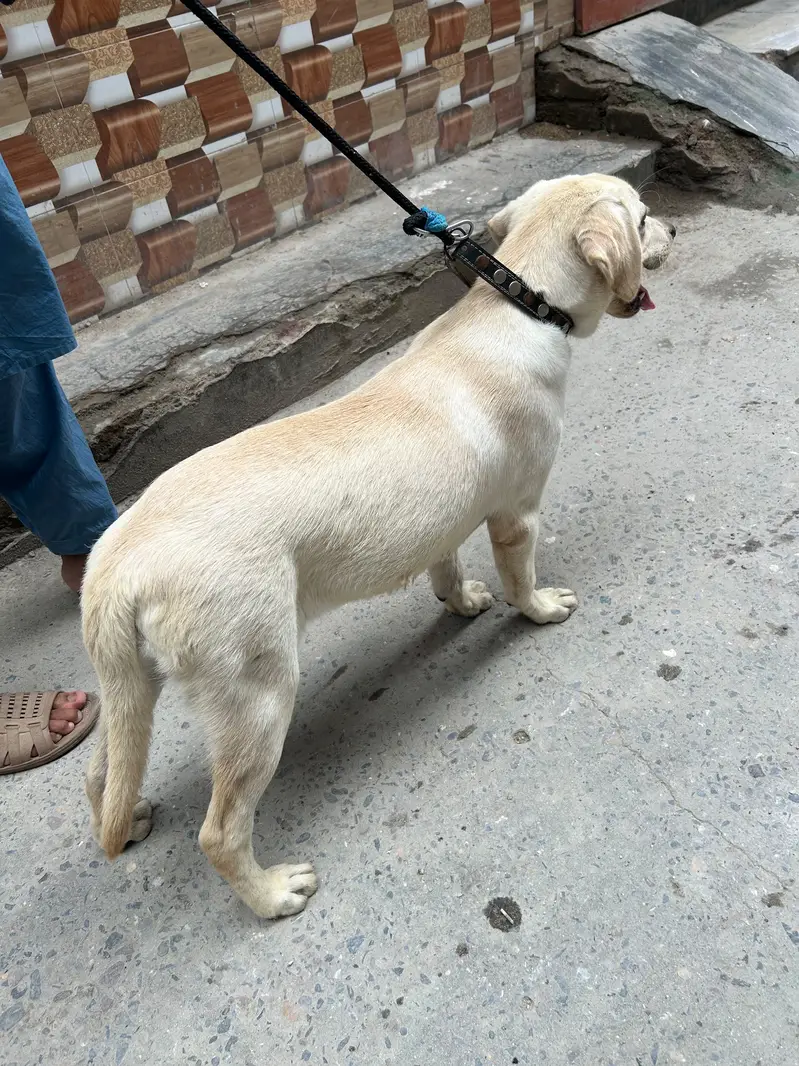 Labrador dog — photo 3