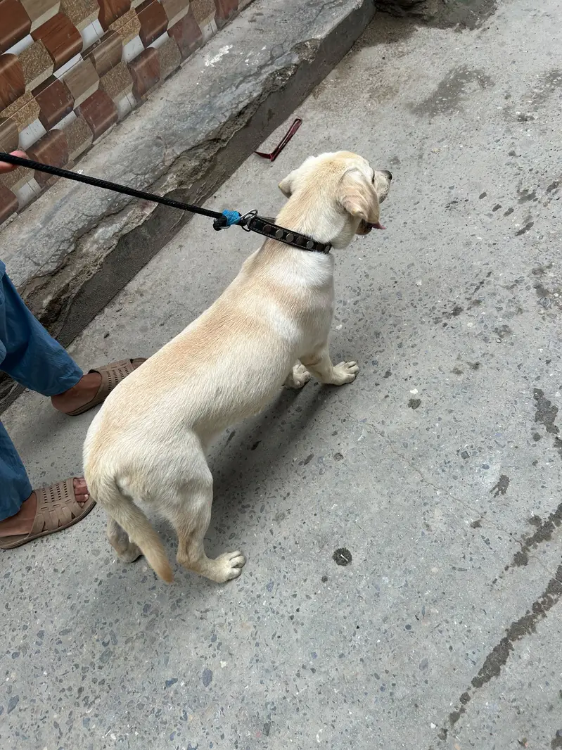 Labrador dog — photo 4