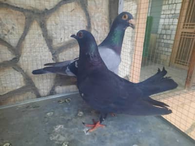 Healthy Pigeon Pair