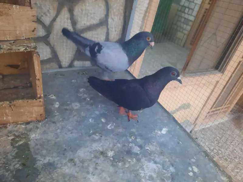 Healthy Pigeon Pair — photo 2