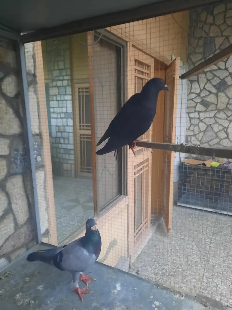 Healthy Pigeon Pair — photo 3