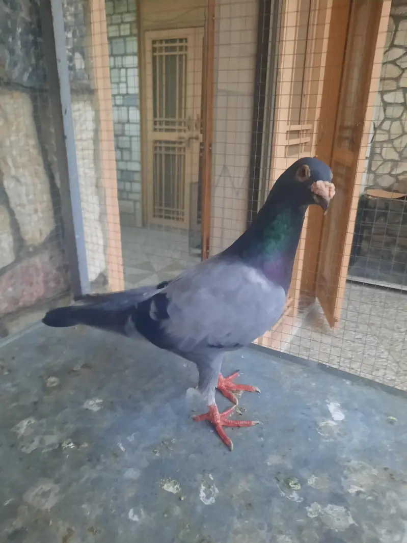 Healthy Pigeon Pair — photo 4